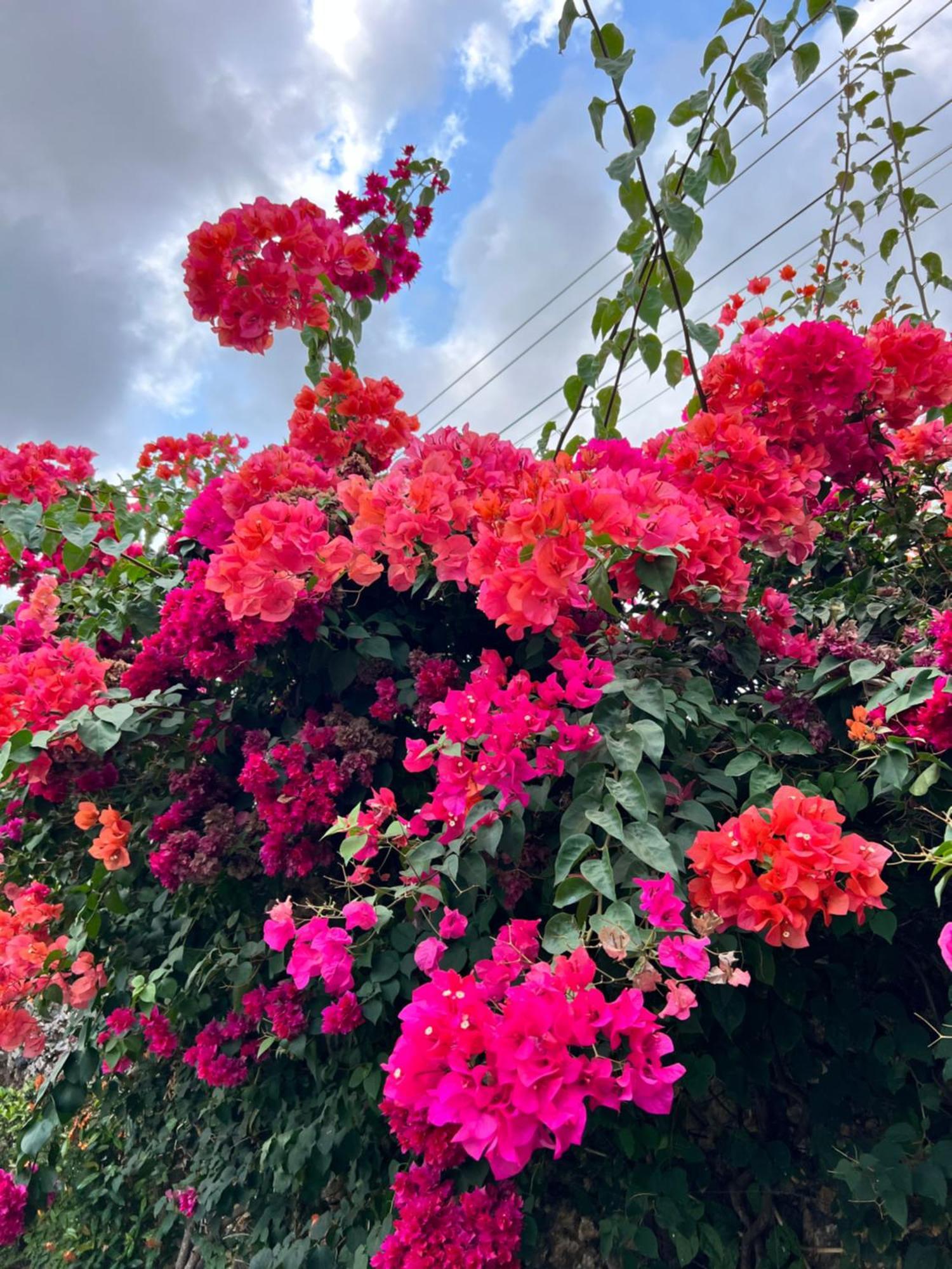 Ungasan Pinokkio B&B Restaurant מראה חיצוני תמונה